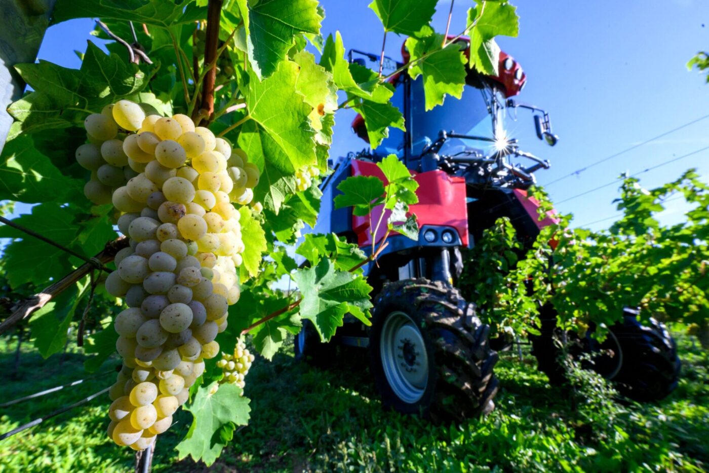 Winzervereinigung Freyburg beginnt Weinlese in Zscheiplitz
