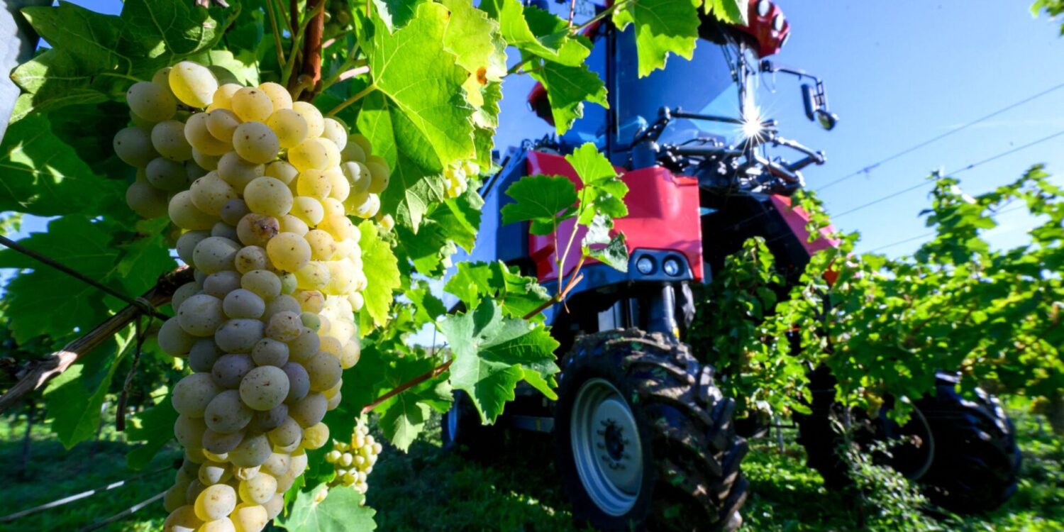 Winzervereinigung Freyburg beginnt Weinlese in Zscheiplitz
