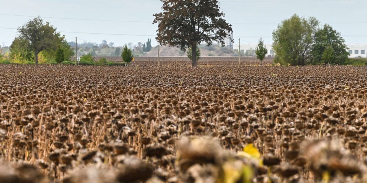 Reife Sonnenblumen stehen kurz vor der Ernte auf einem Feld bei Piethen.