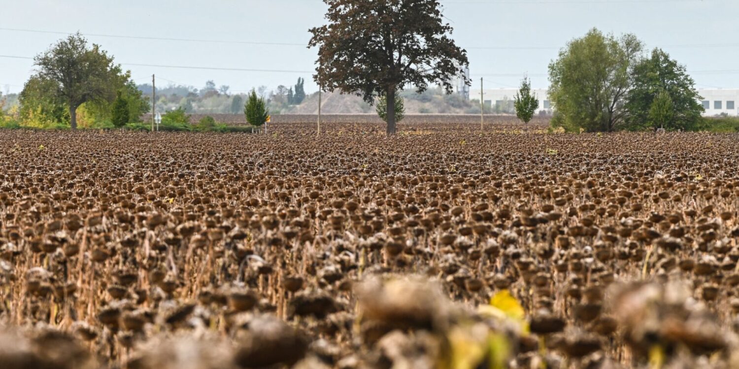 Reife Sonnenblumen stehen kurz vor der Ernte auf einem Feld bei Piethen.
