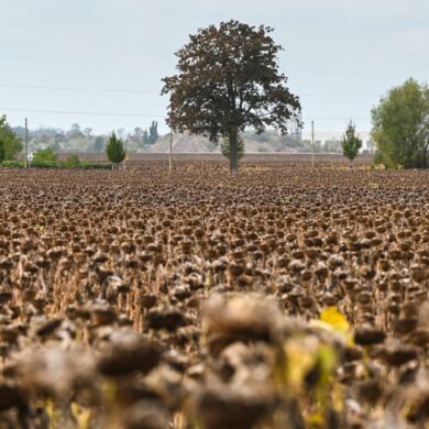 Reife Sonnenblumen stehen kurz vor der Ernte auf einem Feld bei Piethen.
