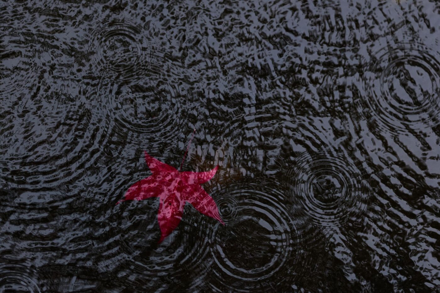 Rotes Herbstblatt im Weiher - Es wird regnerischer