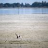 Tierisch trocken. Eine Katze läuft über den Seegrund im Schweizer Teil des Bodensees.