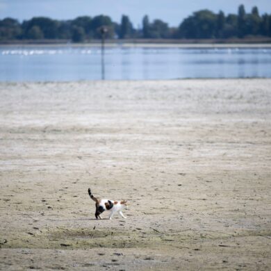 Tierisch trocken. Eine Katze läuft über den Seegrund im Schweizer Teil des Bodensees.