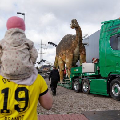 Die Dinosaurier-Dame „eLise“, ein lebensgroßer Camarasaurus aus Stahl und Beton, wird von ihrem bisherigen Standort bei den Saurierfährten Barkhausen in Bad Essen nach Damme transportiert.