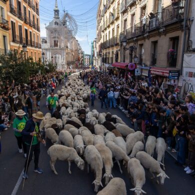 Platz da, jetzt kommen wir -  Hunderte von Schafen und Ziegen bahnen sich beim Transhumance-Festivals ihren Weg durch die Madrider Innenstadt.