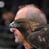 Steinadler Attila, das lebende Maskottchen von Eintracht Frankfurt, im Stadion beim Spiel gegen den 1. FC Köln.
