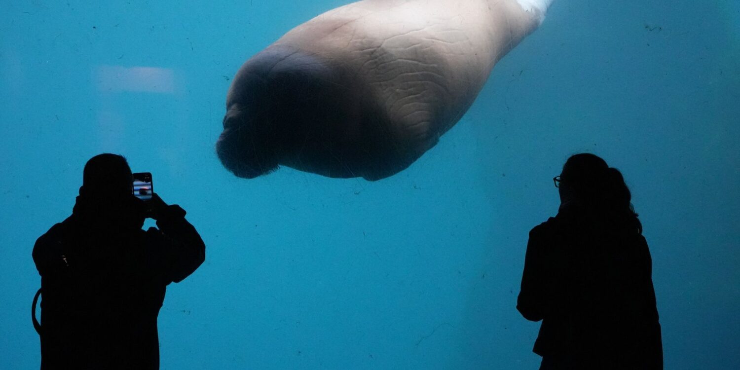 Walross schwimmt im Tierpark Hagenbeck an Besuchern vorbei