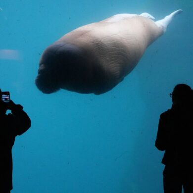 Walross schwimmt im Tierpark Hagenbeck an Besuchern vorbei
