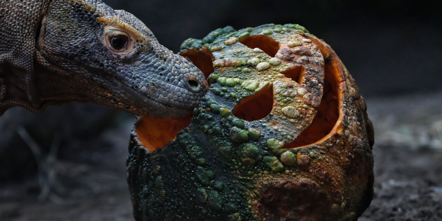 Ein Komodowaran nähert sich im Zoo von Cali in Kolumbien einem mit Fleisch gefüllten Kürbis.